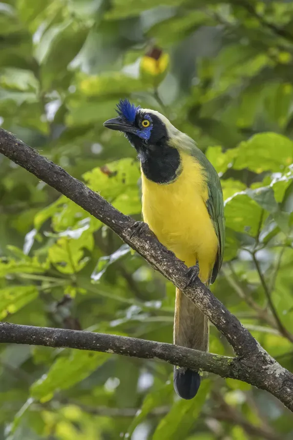 File:Inca jay (Cyanocorax yncas galeatus) Las Tangaras.jpg