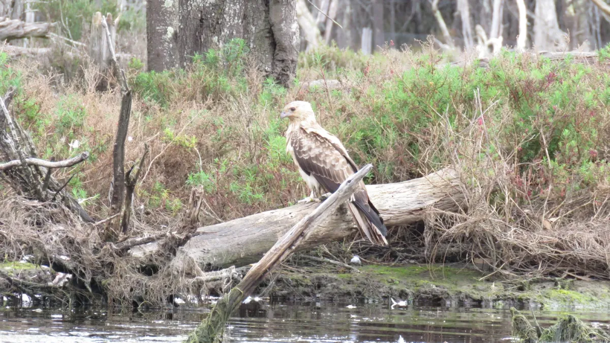 File:Whistling kite (Haliastur sphenurus) on the Serpentine River, Barragup, August 2023 01.jpg