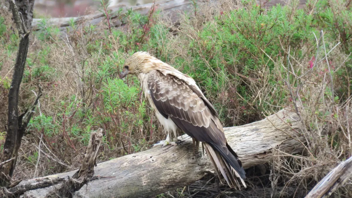 File:Whistling kite (Haliastur sphenurus) on the Serpentine River, Barragup, August 2023 03.jpg