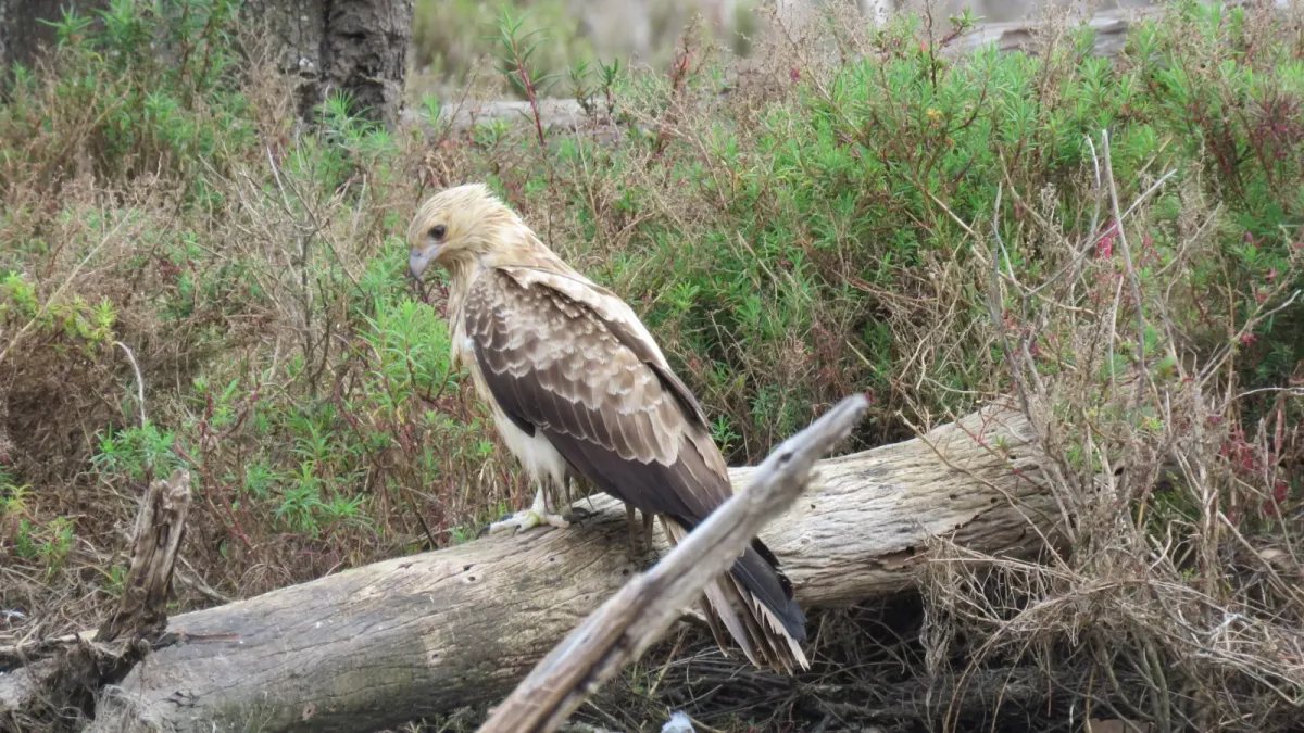 File:Whistling kite (Haliastur sphenurus) on the Serpentine River, Barragup, August 2023 02.jpg