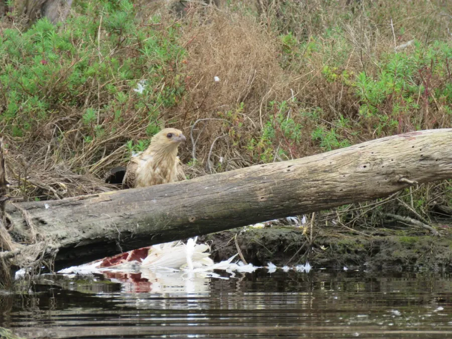 File:Whistling kite (Haliastur sphenurus) on the Serpentine River, Barragup, August 2023 08.jpg