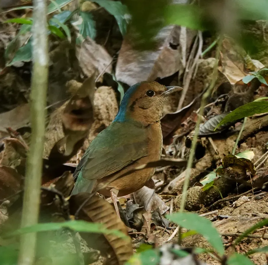 File:Hydrornis nipalensis 213535941.jpg