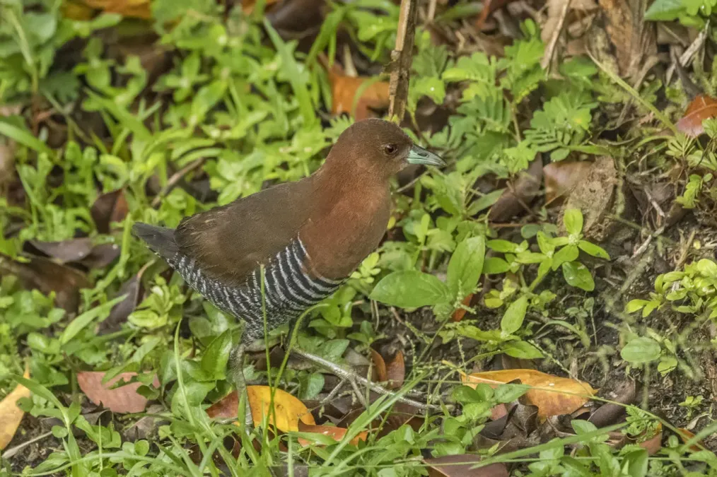 File:White-throated crake (Rufous-faced) (Laterallus albigularis) Antioquia.jpg