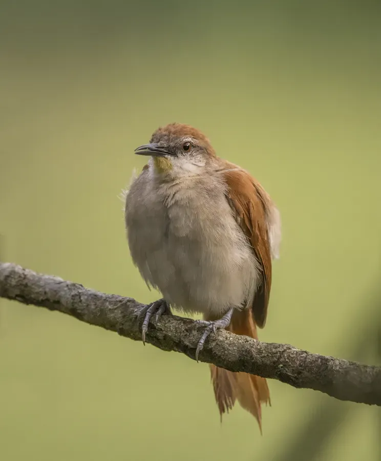 File:Yellow-chinned spinetail (Certhiaxis cinnamomeus marabinus) Antioquia.jpg