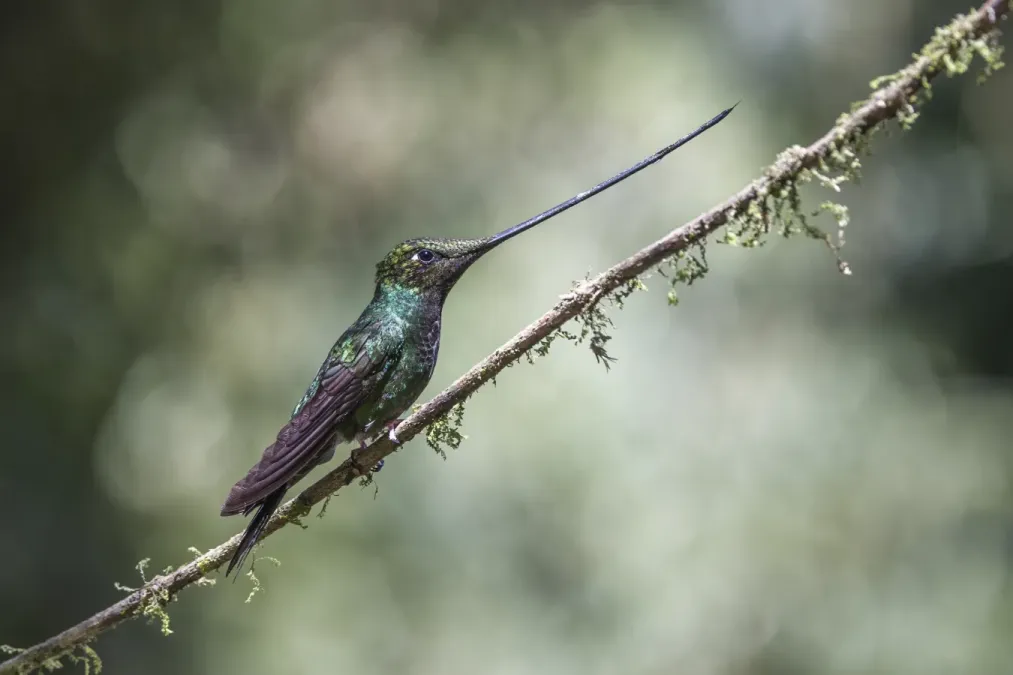 File:Sword-billed hummingbird (Ensifera ensifera) Caldas.jpg