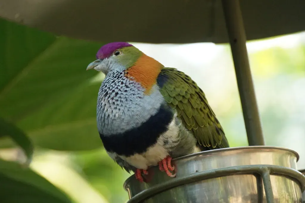 File:Superb Fruit Dove (Ptilinopus superbus) at Chester Zoo - geograph.org.uk - 5354982.jpg