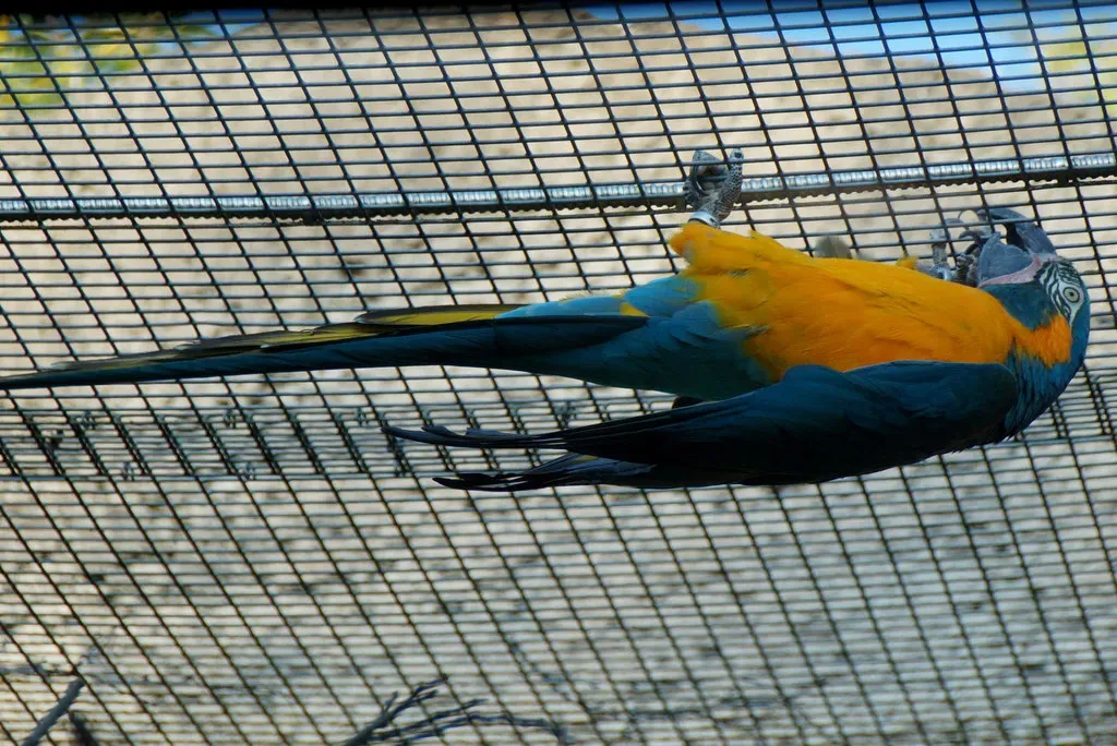 File:Blue-throated Macaw (Ara glaucogularis) at Chester Zoo - geograph.org.uk - 5355458.jpg