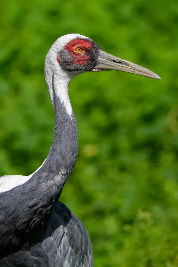 File:Weißnackenkranich - Antigone vipio - Walsrode August 2023.jpg
