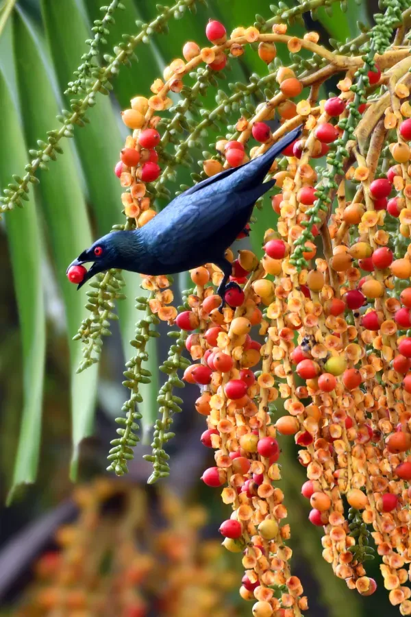File:Asian Glossy Starling (Aplonis panayensis).jpg