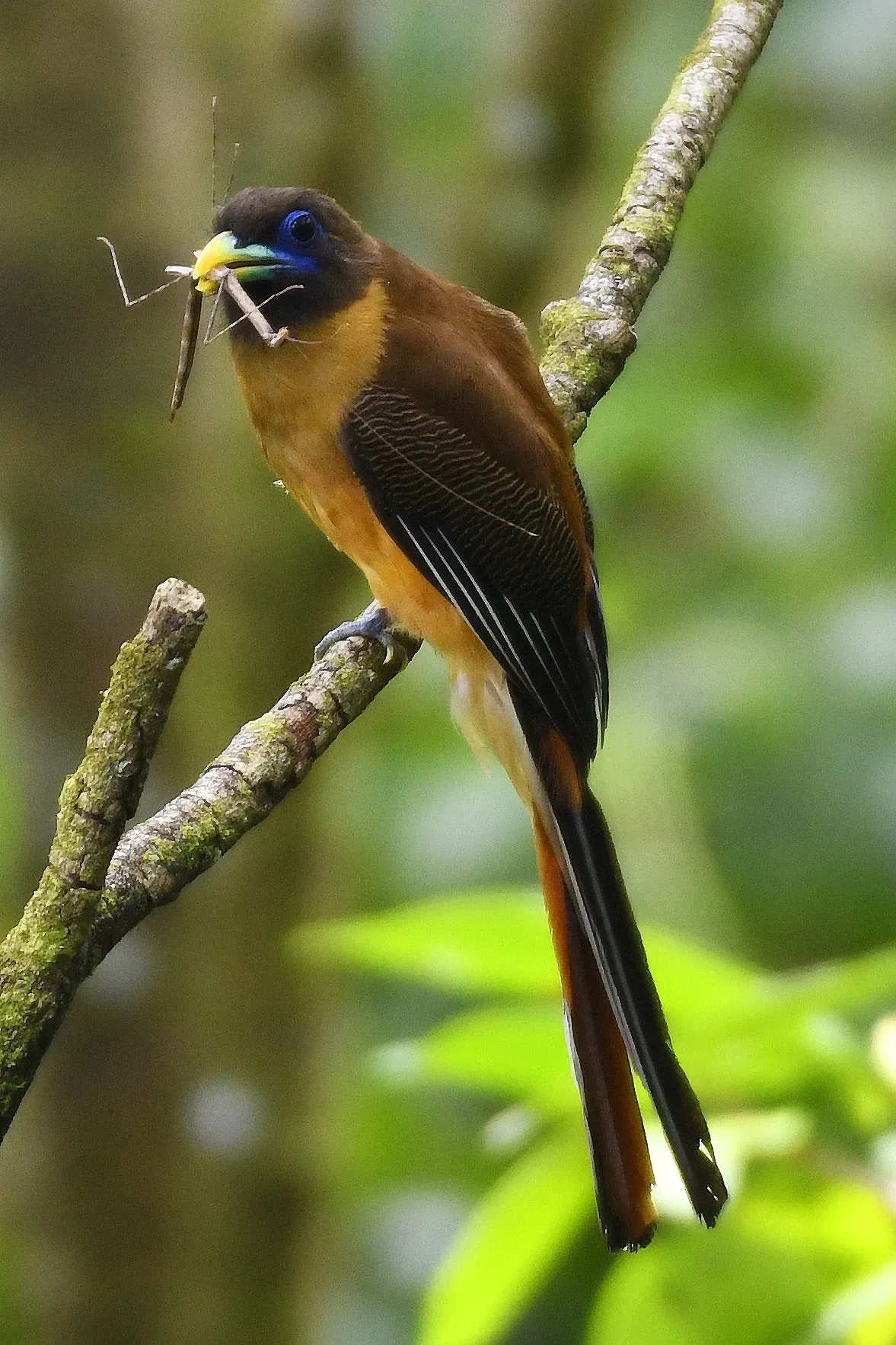 File:Philippine Trogon (Harpactes ardens).jpg
