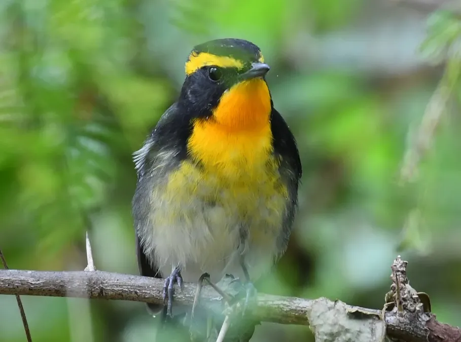 File:Narcissus Flycatcher (Ficedula narcissina).jpg