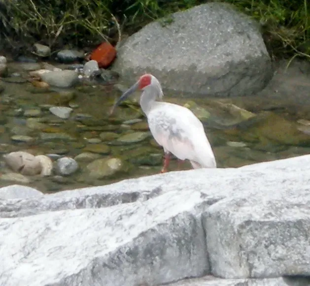 File:Nipponia nippon 284490992.jpg