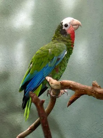 File:Stavenn Amazona leucocephala 00.jpg