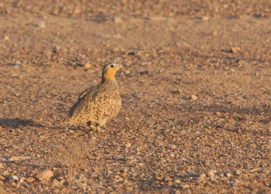 File:Pterocles senegallus 91396417.jpg
