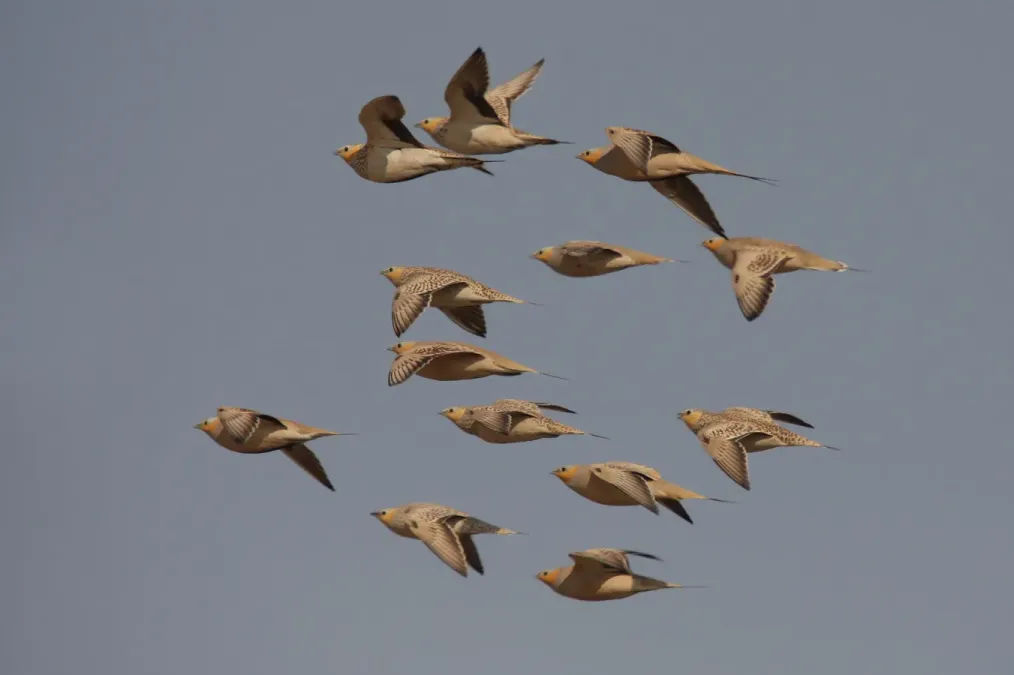 File:Pterocles senegallus 91410347.jpg