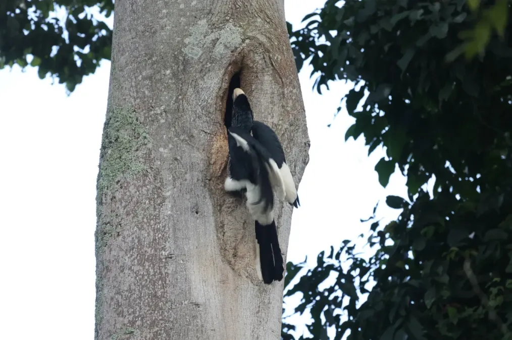 File:Bycanistes subcylindricus subquadratus 243325316.jpg