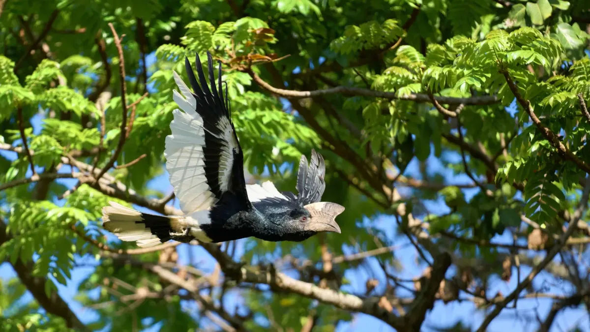 File:Bycanistes subcylindricus 249448422.jpg