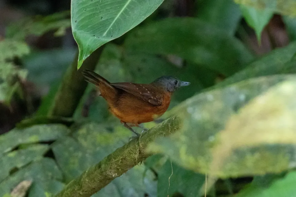 File:Myrmelastes leucostigma intensus ♀, San Matías San Carlos, Peru 1.jpg