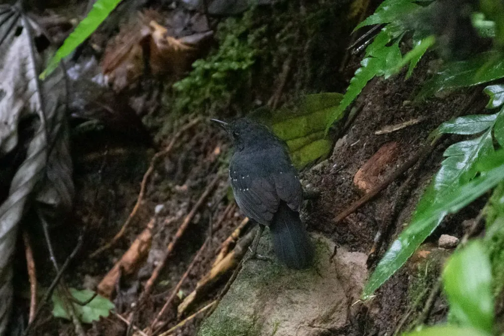 File:Myrmelastes leucostigma intensus ♂, Camino a Catarata Santa Carmen, Peru 1.jpg