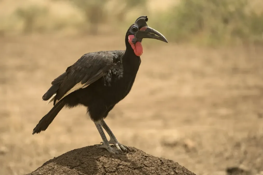 File:Bucorvus abyssinicus 177517713.jpg