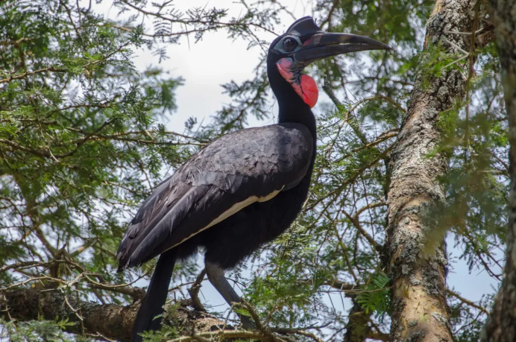 File:Bucorvus abyssinicus 63256811.jpg