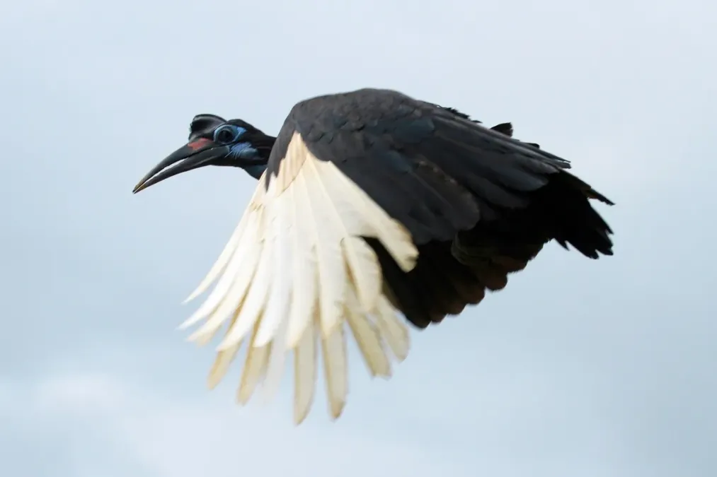 File:Bucorvus abyssinicus 37564623.jpg