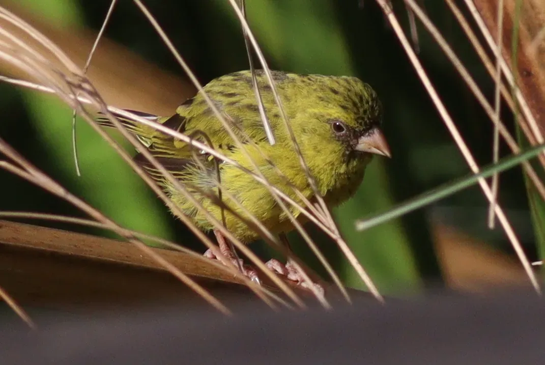 File:Crithagra koliensis 190302380.jpg