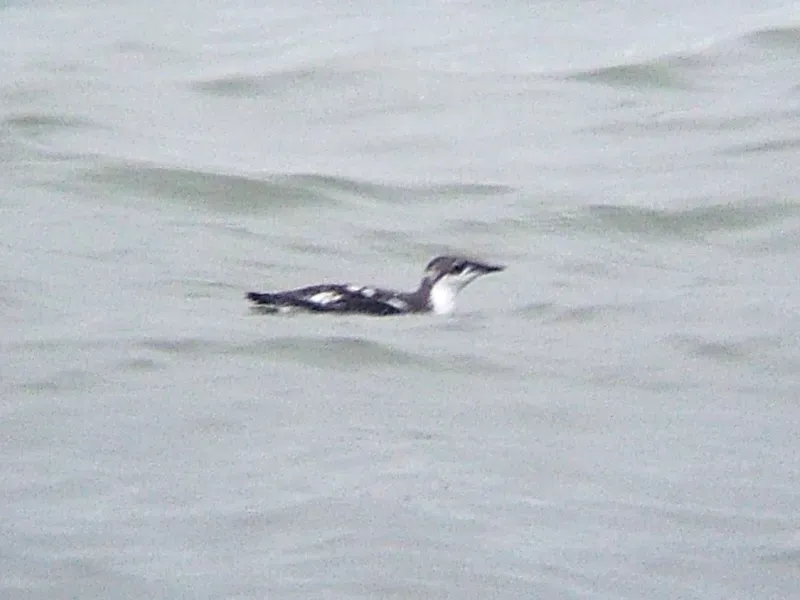 File:Brachyramphus perdix1.jpg