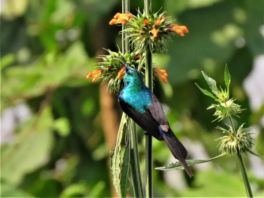 File:Cinnyris erythrocercus 48507360.jpg