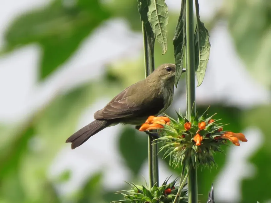 File:Cinnyris erythrocercus 48507367.jpg