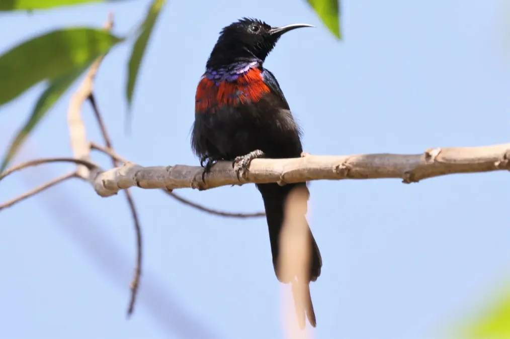 File:Cinnyris erythrocercus 242351411.jpg