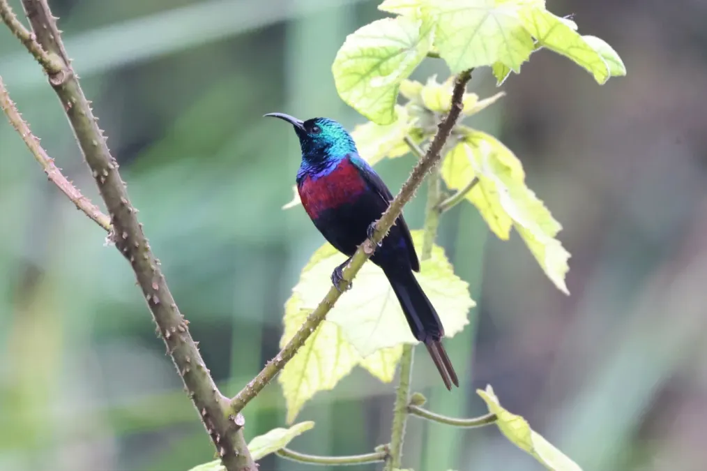File:Cinnyris erythrocercus 258791692.jpg