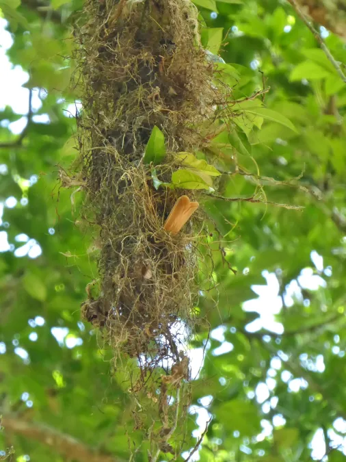 File:Onychorhynchus coronatus 13423735.jpg