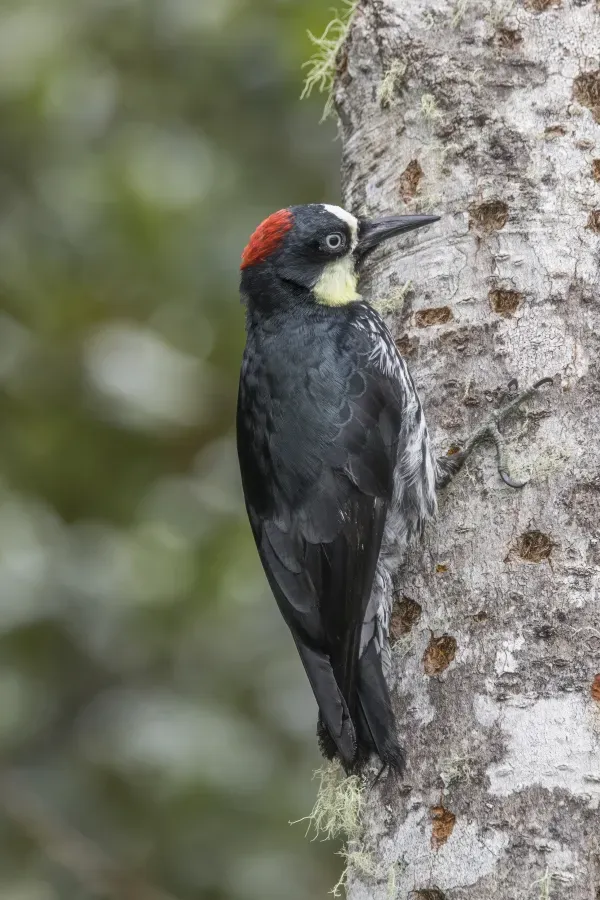 File:Acorn woodpecker (Melanerpes formicivorus flavigula) male Las Tangaras 2.jpg