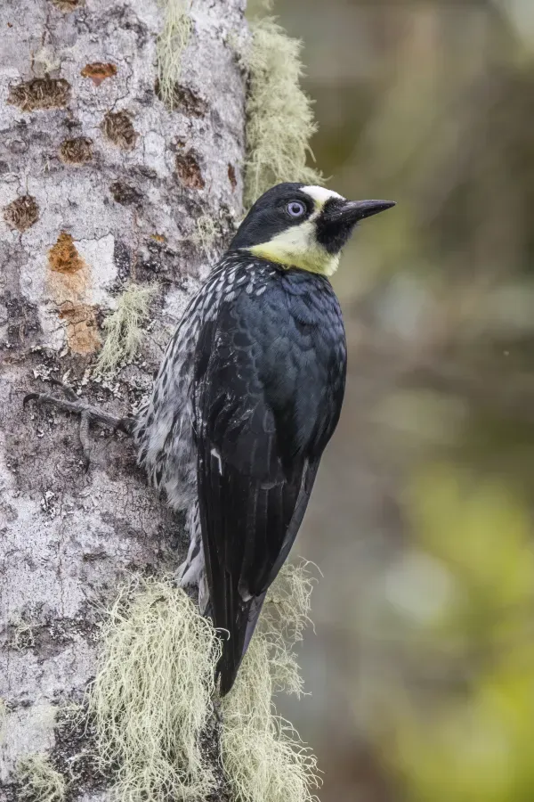 File:Acorn woodpecker (Melanerpes formicivorus flavigula) female Las Tangaras 2.jpg