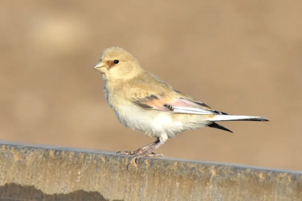 File:Rhodospiza obsoleta 290197790.jpg