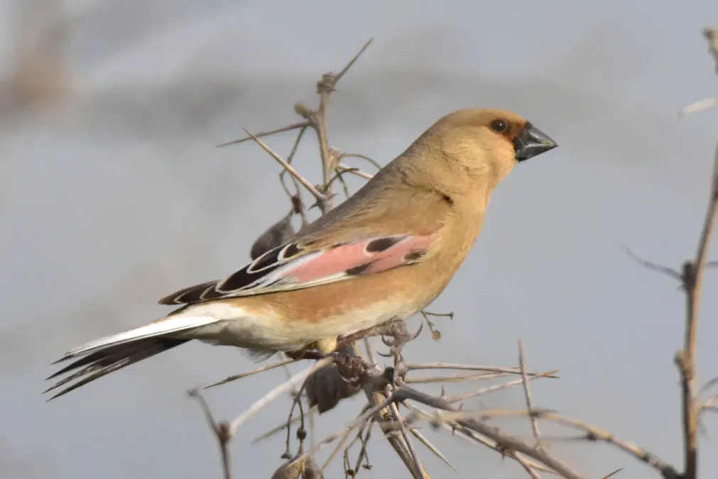 File:Rhodospiza obsoleta 268195788.jpg