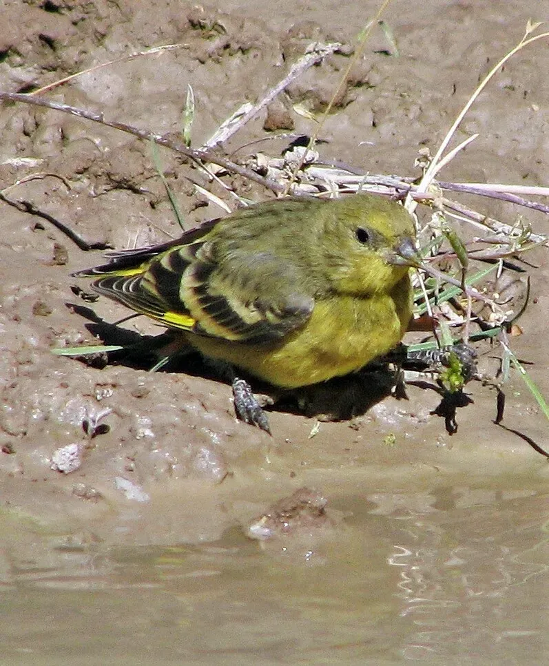 File:Spinus uropygialis 223590086.jpg