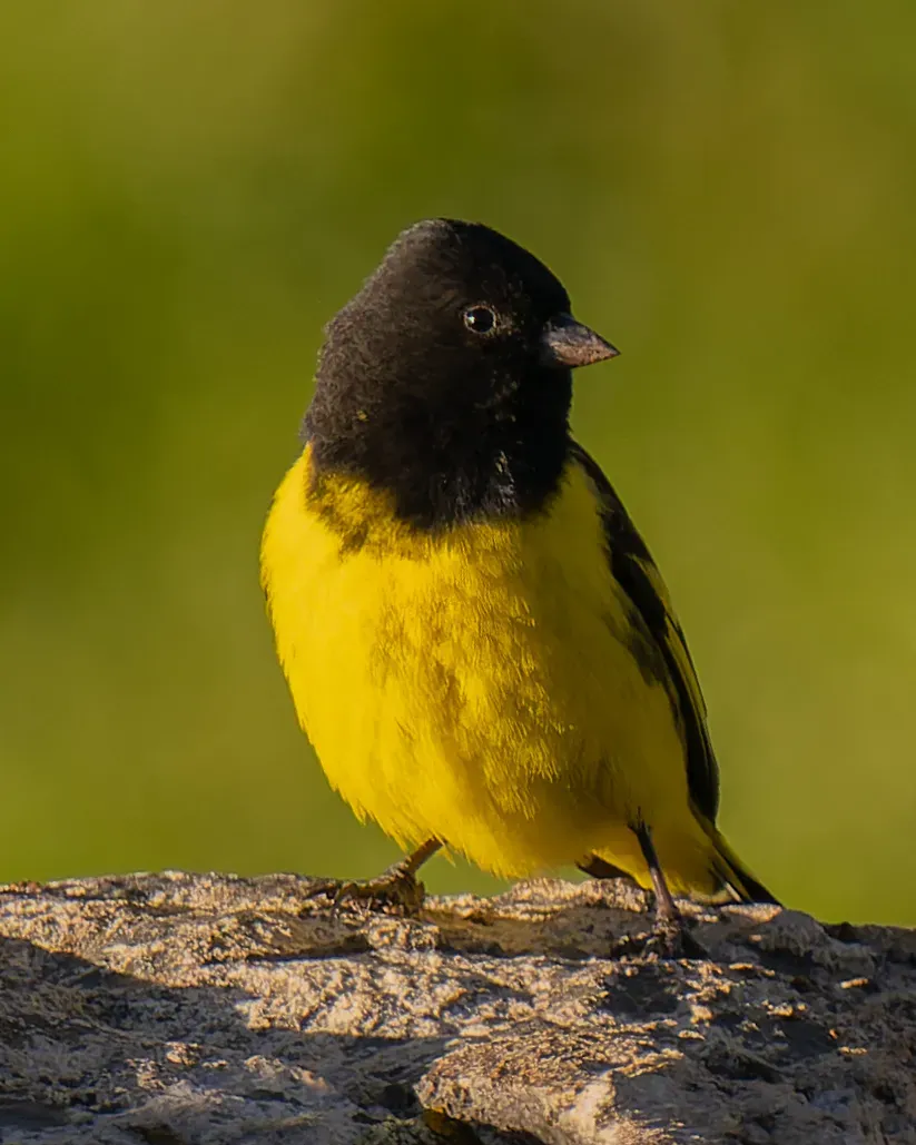 File:Spinus uropygialis 170917790.jpg