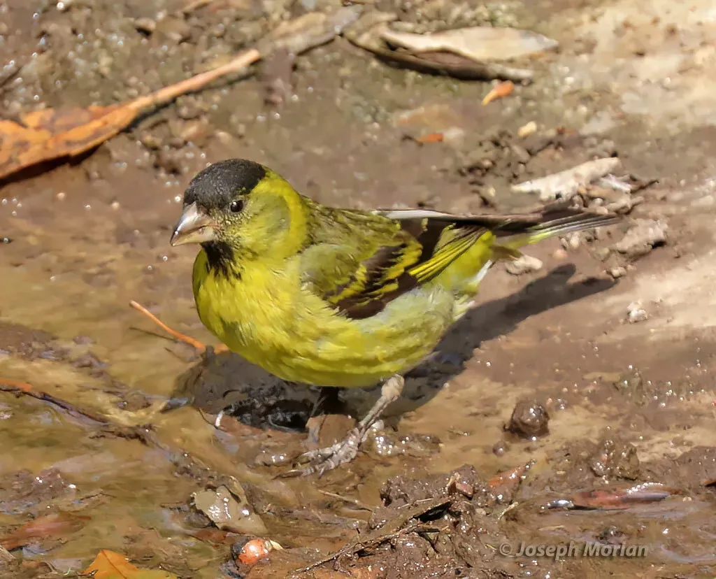 File:Spinus barbatus 254873324.jpg