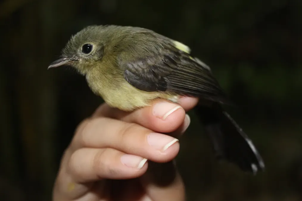File:Myiobius atricaudus 254483589.jpg