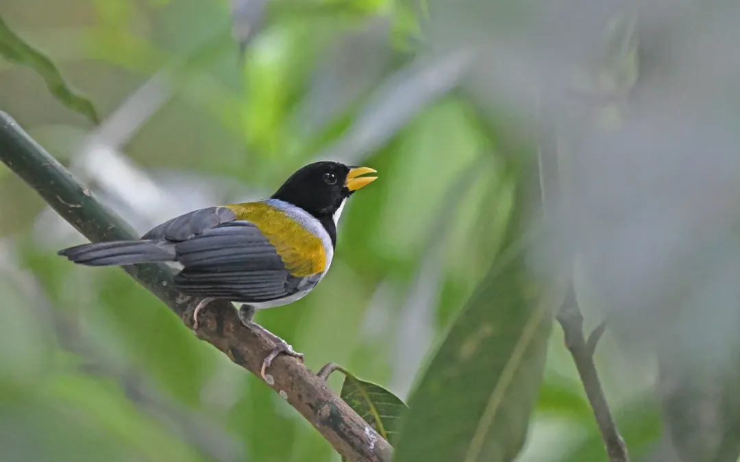 File:Arremon schlegeli 280277069.jpg