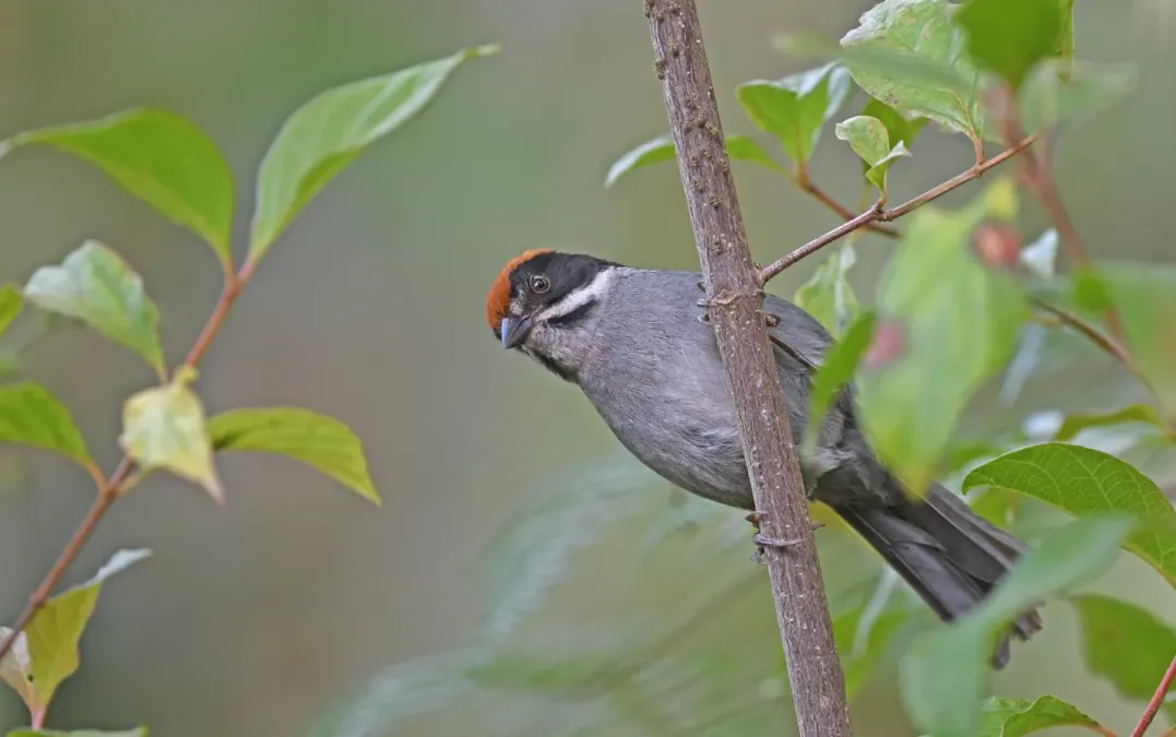 File:Atlapetes schistaceus schistaceus 264302312.jpg