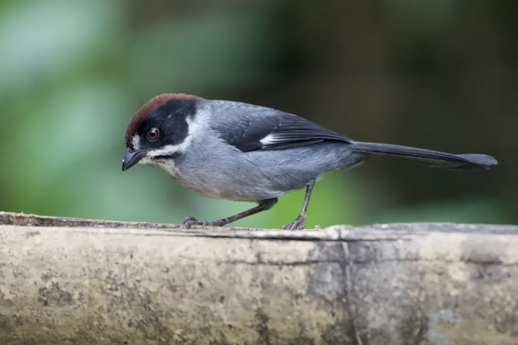 File:Atlapetes schistaceus 248661939.jpg