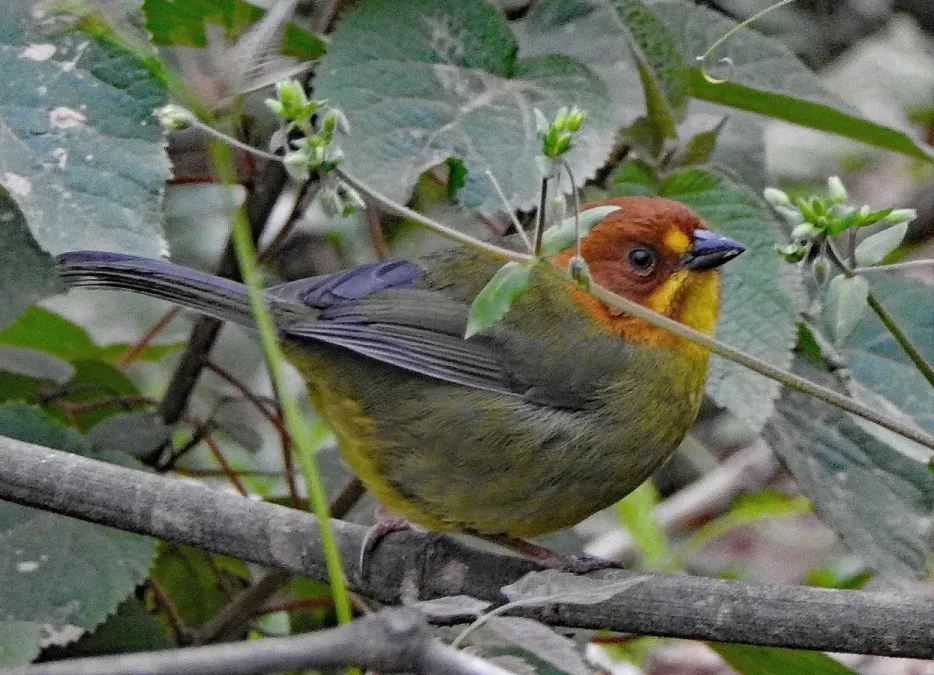 File:Atlapetes fulviceps 237654373.jpg