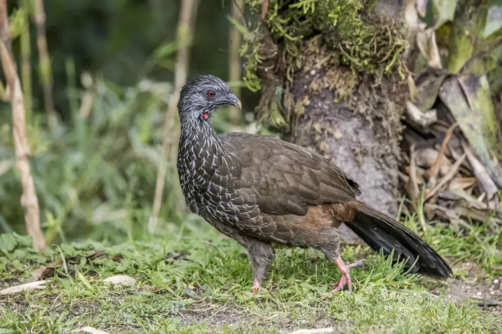 File:Andean guan (Penelope montagnii montagnii) Caldas.jpg