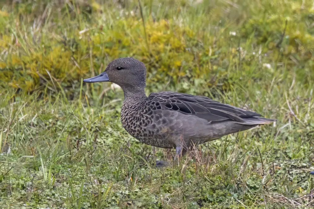 File:Andean teal (Anas andium andium) female Chingaza.jpg