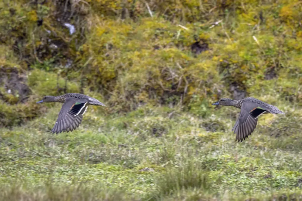 File:Andean teal (Anas andium andium) males in flight Chingaza.jpg