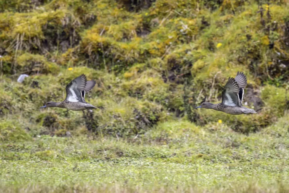 File:Andean teal (Anas andium andium) males in flight Chingaza 2.jpg