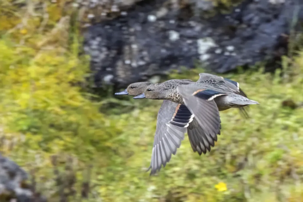 File:Andean teal (Anas andium andium) two males in flight Chingaza.jpg